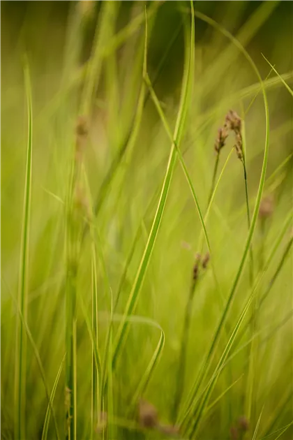 Carex brunnea 'Honeymoon'
