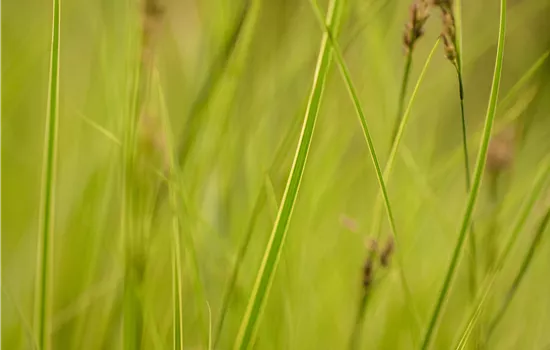 Carex brunnea 'Honeymoon' Carex brunnea 'Honeymoon'