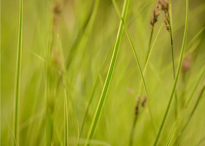 Carex brunnea 'Honeymoon' Carex brunnea 'Honeymoon'