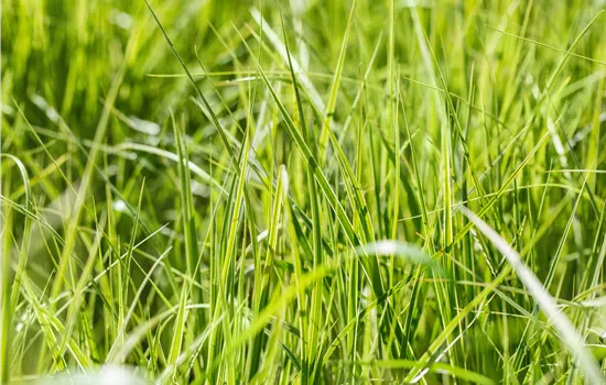 Carex grayi Carex grayi