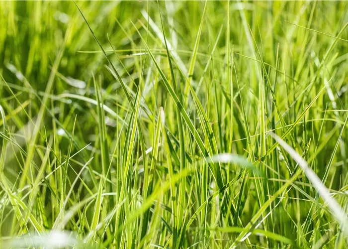 Carex grayi Carex grayi