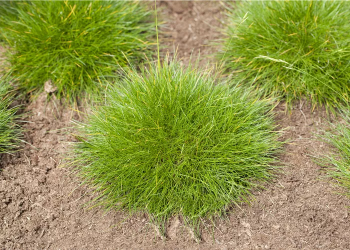 Festuca gautieri 'Teddybär' Festuca gautieri 'Teddybär'