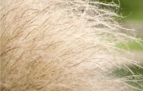 Stipa tenuissima 'Ponytails' Stipa tenuissima 'Ponytails'