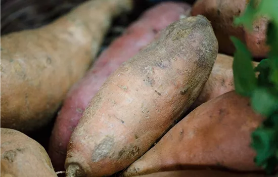 Ipomoea batatas  Ipomoea batatas