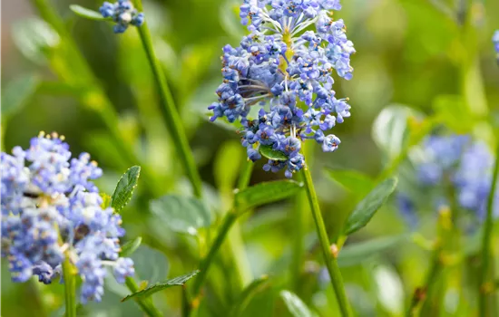 Ceanothus impressus 'Victoria'