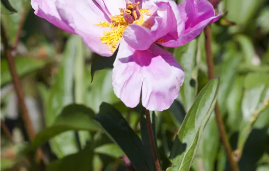 Paeonia officinalis