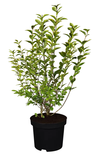 Ligustrum ovalifolium 'Aureum'