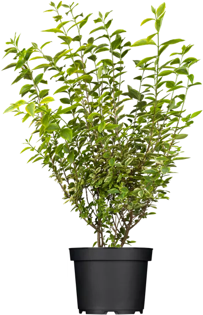 philodendron quitense Philodendron nangaritense – Carnivero main image 0