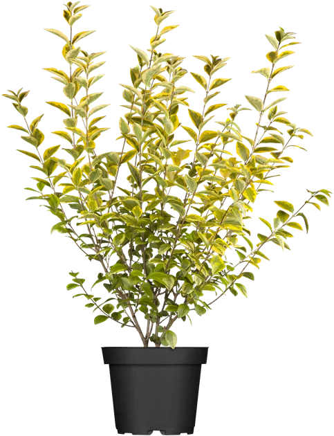 rubber plant tineke Ficus elastica 'Tineke' (Rubber Plant)