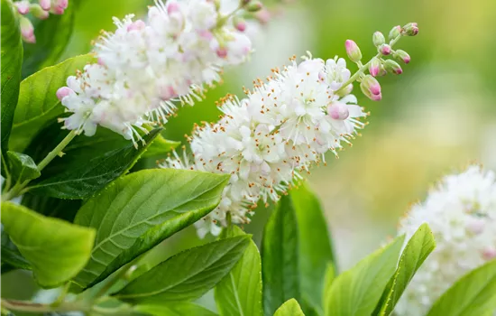 Clethra alnifolia 'Pink Spire'