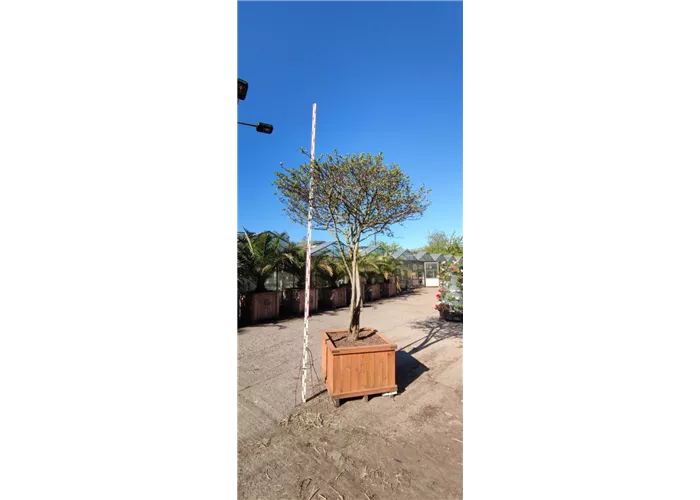 Crataegus persimilis Crataegus persimilis