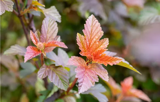 Physocarpus opulifolius 'Lady in Red' -R- Physocarpus opulifolius 'Lady in Red' -R-
