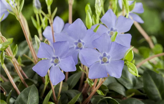 Vinca minor atrop.