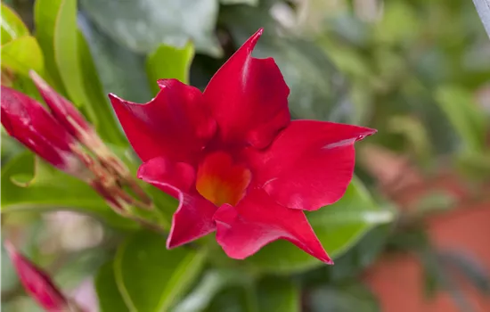 Mandevilla sanderi Ampel Duo Mandevilla sanderi Ampel Duo