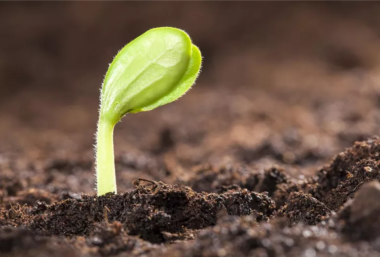 Cucurbita pepo Cucurbita pepo