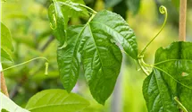Maracuja pflanze