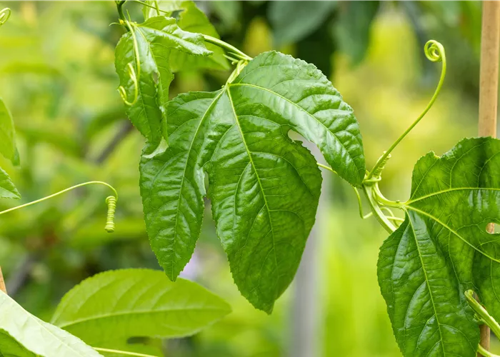 Maracuja pflanze Maracuja pflanze