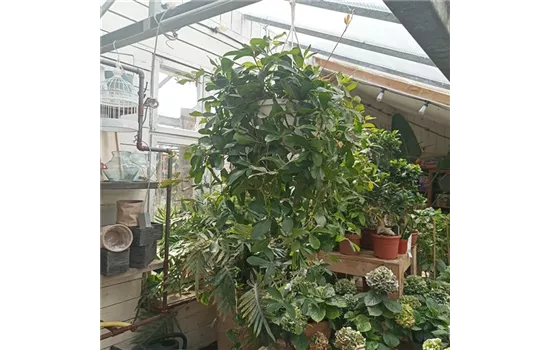 Rhoicissus digitata Ampel Rhoicissus digitata Ampel