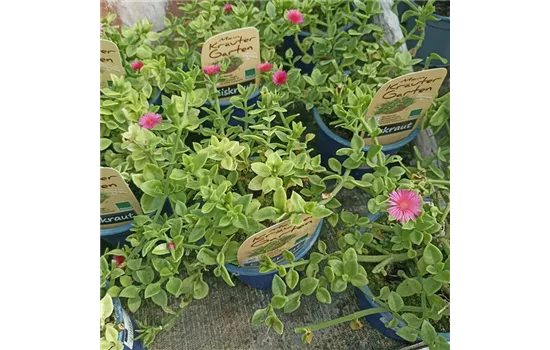 Bio Salzkraut Bio Salzkraut