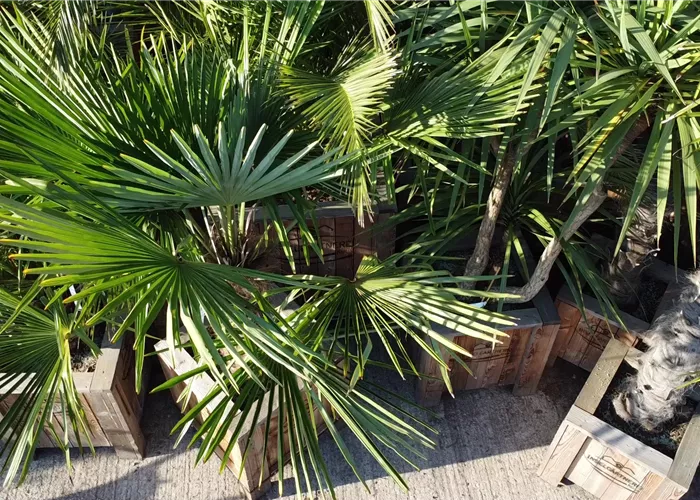 Kübelpflanzenvermietung  Kübelpflanzenvermietung