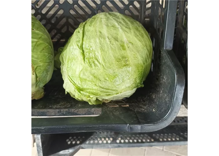 Eisbergsalat Eisbergsalat