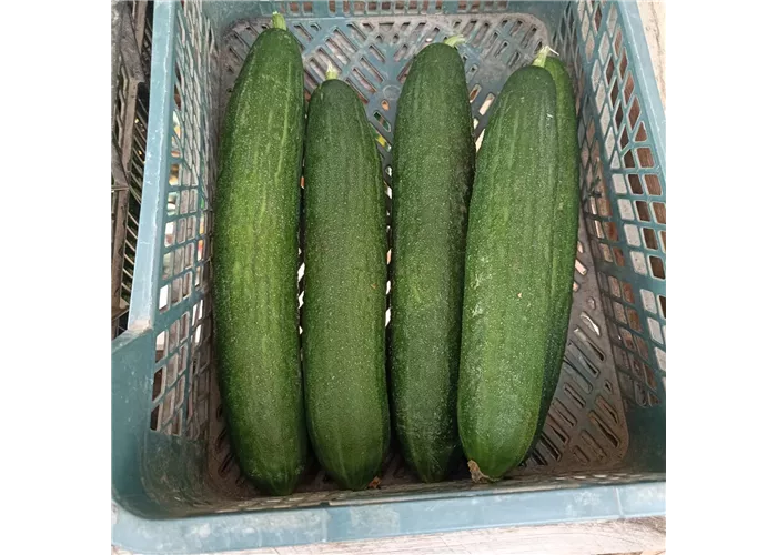 Gurken groß ERNTE Gurken groß ERNTE