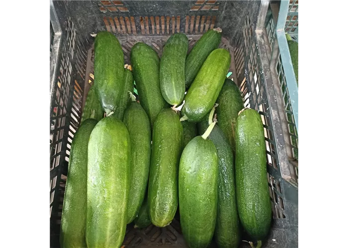 Gurken mittel ERNTE Gurken mittel ERNTE