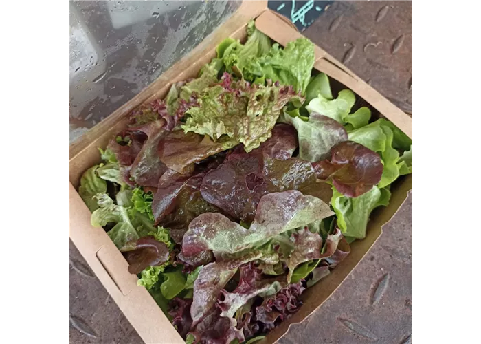 Pflücksalat 125 g ERNTE Pflücksalat 125 g ERNTE