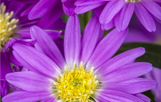 Aster novi-belgii Aster novi-belgii