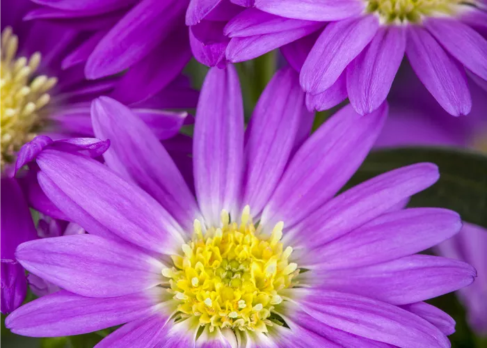 Aster novi-belgii Aster novi-belgii