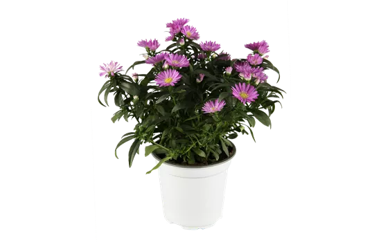 Aster novi-belgii weiss Aster novi-belgii weiss