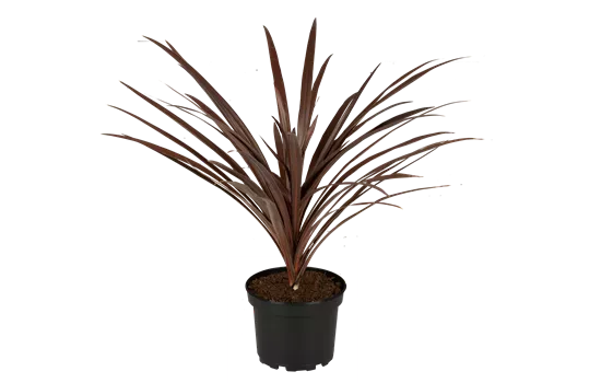 Cordyline australis Red Star Cordyline australis Red Star