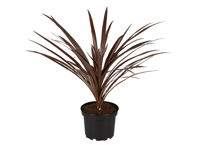 Cordyline australis Red Star Cordyline australis Red Star