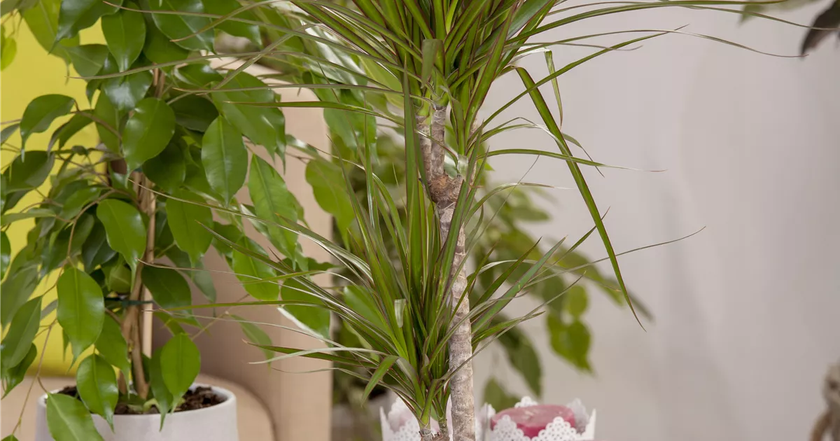 Dracaena marginata