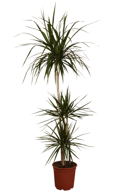 Dracaena marginata