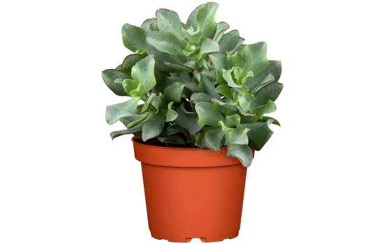 Crassula arborescens Curly Crassula arborescens Curly