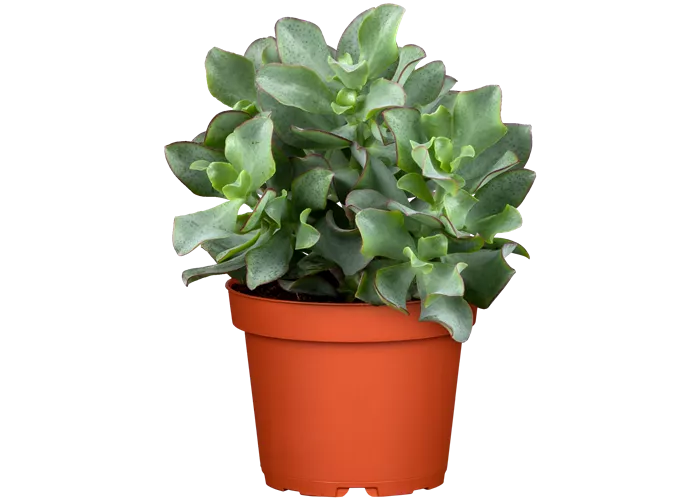 Crassula arborescens Curly Crassula arborescens Curly