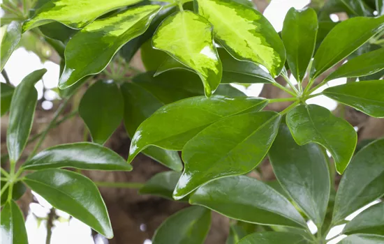 Schefflera Gold Capella Stamm geflochten Schefflera Gold Capella Stamm geflochten