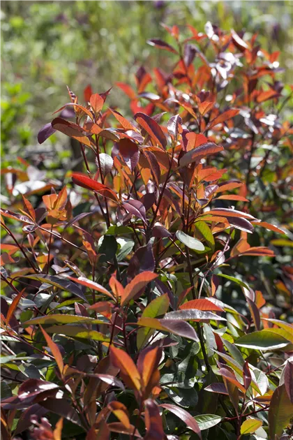 Photinia fraseri Red Robin Stamm