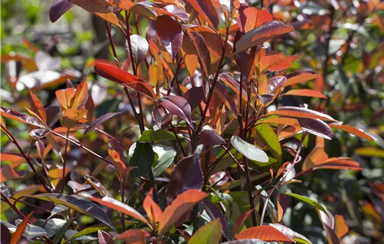 Photinia fraseri Red Robin