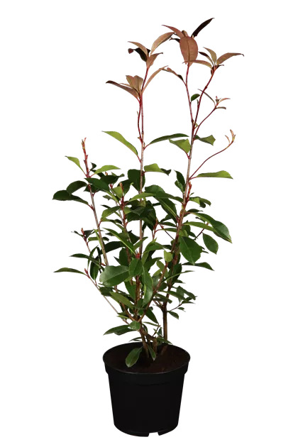 philodendron lemon lime vs moonlight Shop 'Philodendron Moonlight Plant' Care & Growing Guide main image 0