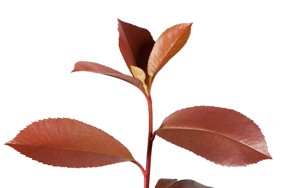 kstliches fensterblatt kaufen Monstera Deliciosa | 70cm | Online kaufen