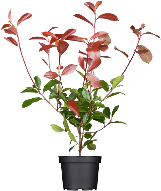 calycanthus plant Calycanthus floridus main image 1