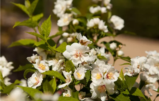 Philadelphus lemoinei Philadelphus lemoinei