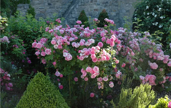 Rosa 'Louise Odier' STR Rosa 'Louise Odier' STR