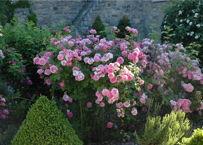 Rosa 'Louise Odier' STR Rosa 'Louise Odier' STR