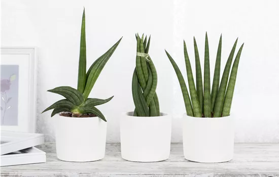 SANSEVIERIA SANSEVIERIA