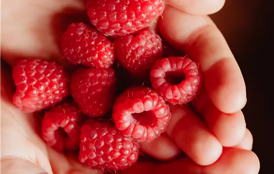 Himbeere 'Heritage' Himbeere 'Heritage'