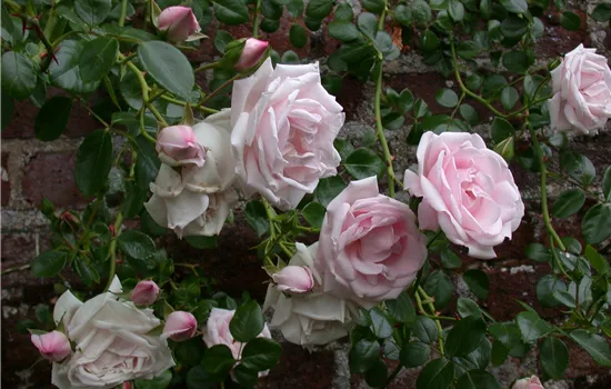 Rosa 'New Dawn' KL Rosa 'New Dawn' KL