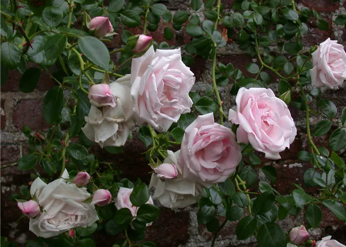 Rosa 'New Dawn' KL Rosa 'New Dawn' KL